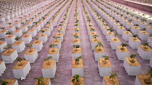 Investing in marijuana: A beginner’s guide to cannabis stocks and funds