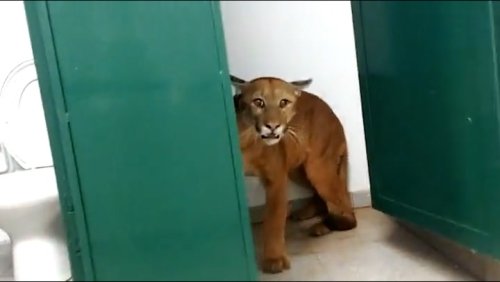 Puma captured in bathroom of Brazilian primary school
