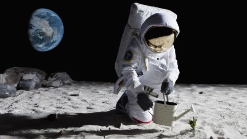 Notable Moon Mission Survival Tactics That Could Actually Work