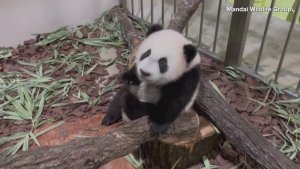 This Giant Panda Club Playing Around Will Make Your Day!
