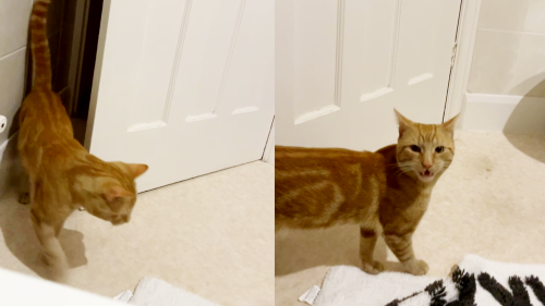This cat saying a clear-cut 'HELLO' will make you pinch yourself ...