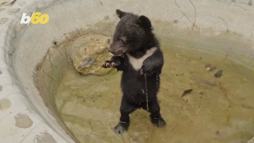 Adorable Moon Bears Survive After Largest Ever Endangered Bear Rescue Operation