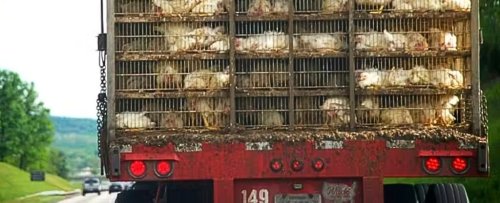 Magazine - Covid/Bird flu & other diseases