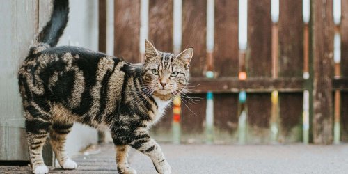 5 Types of Tabby Cats and the Breeds That Flaunt Those Striking Patterned Coats