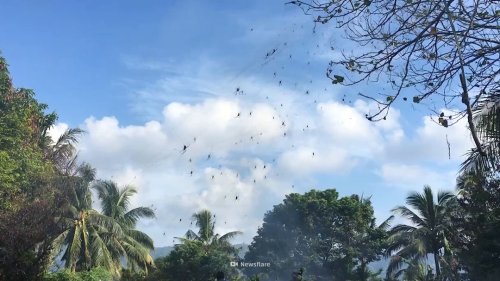 Spider Island: This Invasive Species Took Over Guam