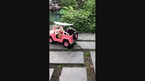 Ridin' Dirty: Guinea Pigs Cruise Around in Style