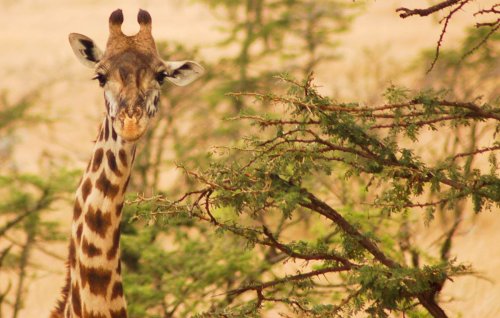 Interesting Facts about Giraffes