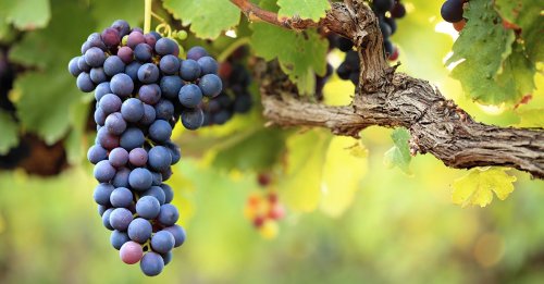 Everything You Need to Know About Cabernet Sauvignon in 2023