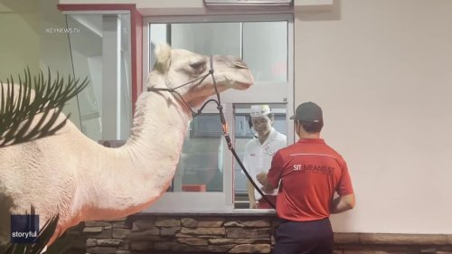 Camel Spotted Going Through In-N-Out Burger Drive-Thru in Las Vegas