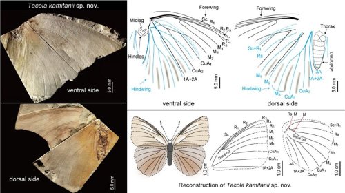 Japan Unveils First-Ever Extinct Butterfly Fossil from Pleistocene Epoch