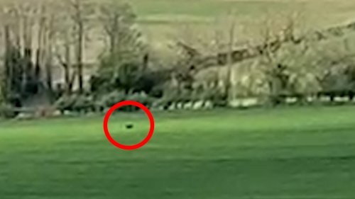 Motorist spots 'panther-like' big cat in a field