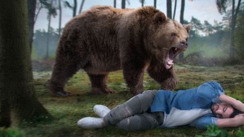 What If You Were Attacked by a Bear?
