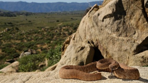 Tips for avoiding snake encounters and what to do if it happens 