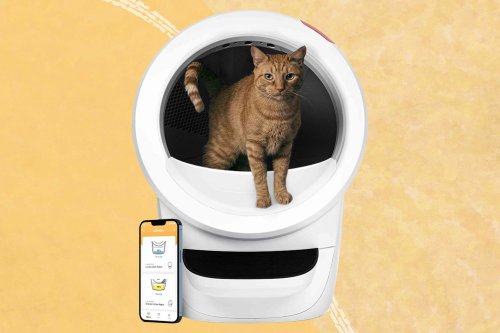 Here Are More Than 20 Options for Your Cat's New Litter Box