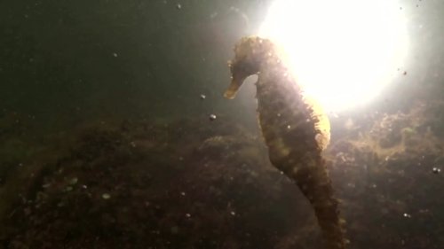 'Hundreds' of seahorses spotted in Greek lagoon