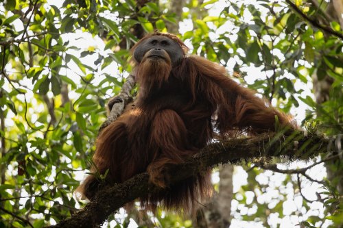 New Species of Orangutan Is Rarest Ape on Earth