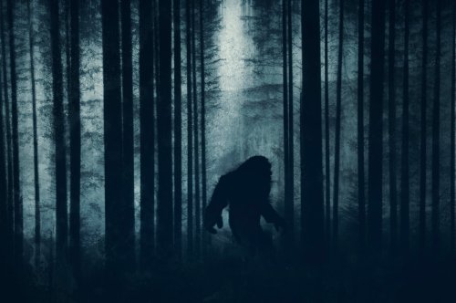 Bigfoot or coyotes? Listen to an Ohio woman's recordings and decide