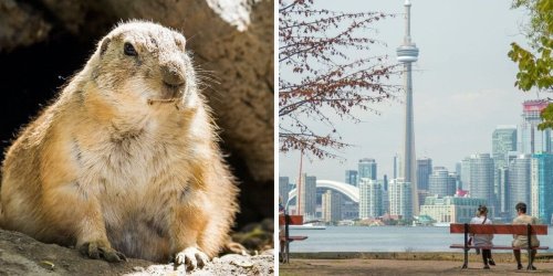 Canada's Groundhog Day 2024 Forecast Is Out & Here's When Spring Is Expected 