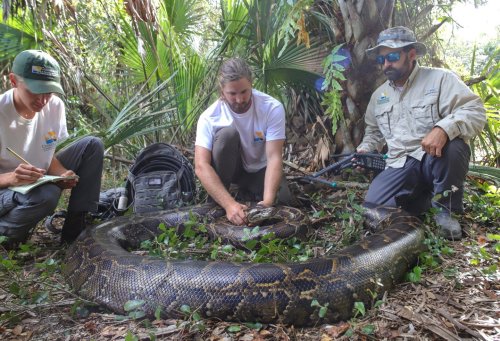 See the largest python ever captured in Florida