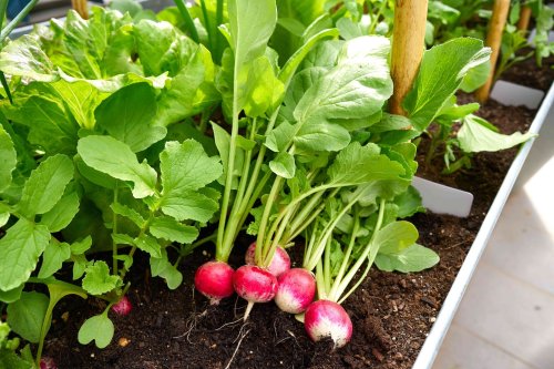 Best Vegetable Garden Tips