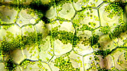Humanity Is Racing to Figure Out How Drought-Resistant ‘Zombie Plants’ Work