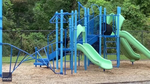 Mama Bear and Cub Enjoy Slides at School Playground in North Carolina ...