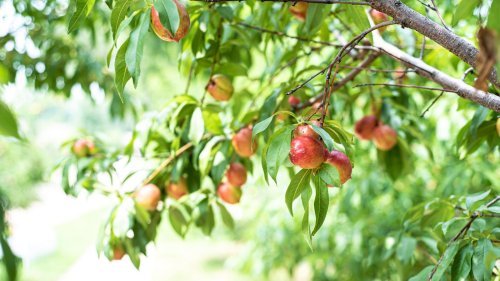 Plants, Trees & Shrubs cover image