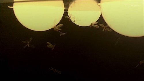 Pourquoi les insectes sont attirés par la lumière artificielle ?