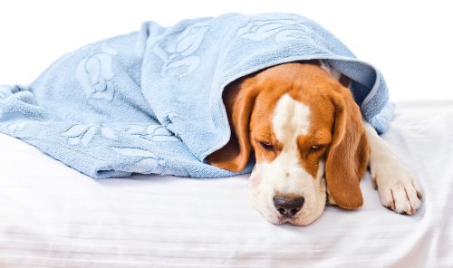 What to Do if Your Dog is Having a Seizure