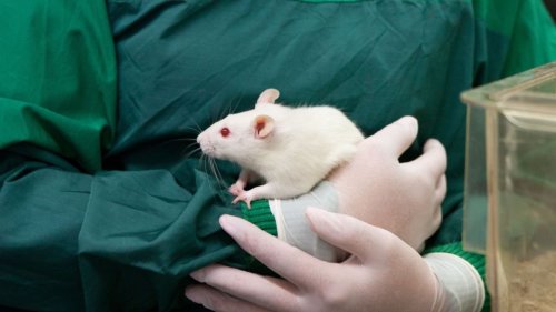 How Lab Rats Simplify Advances in Medical Research