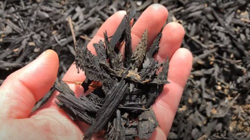 Think Twice Before Using Rubber Mulch In Your Garden