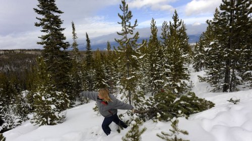 Christmas tree season has arrived. Here's where to find yours