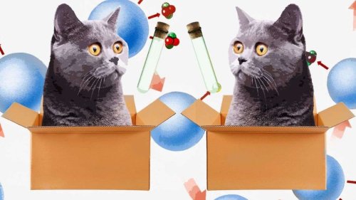 Scientists Prove Schrodinger's Cat Can Be in Two Places at Once