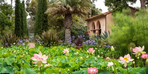 The Sunset 2022 Garden Issue