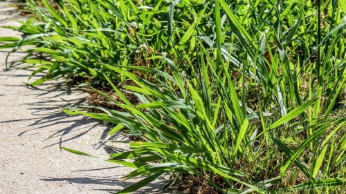 Destroy Pesky Crabgrass With One Practical Product You Already Own