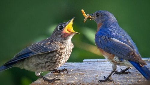 Everything to Know About Baby Birds