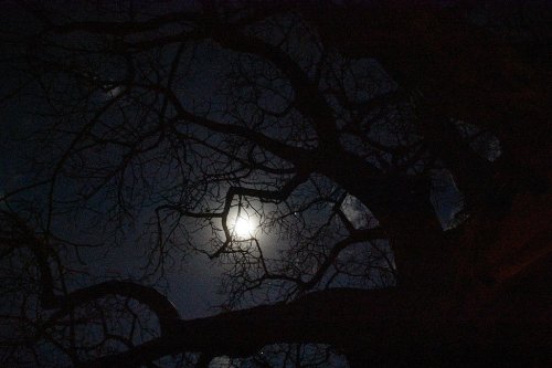 Do Trees Talk During Eclipses? A Bold Claim Faces Scientific Scrutiny