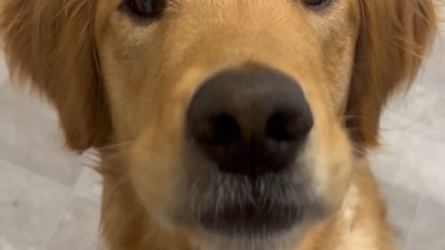 Owner feeds a carrot to her golden retriever for the first time *Wholesome Video*