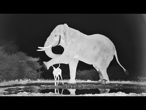 Ever seen an elephant kick an impala as calculated as this?