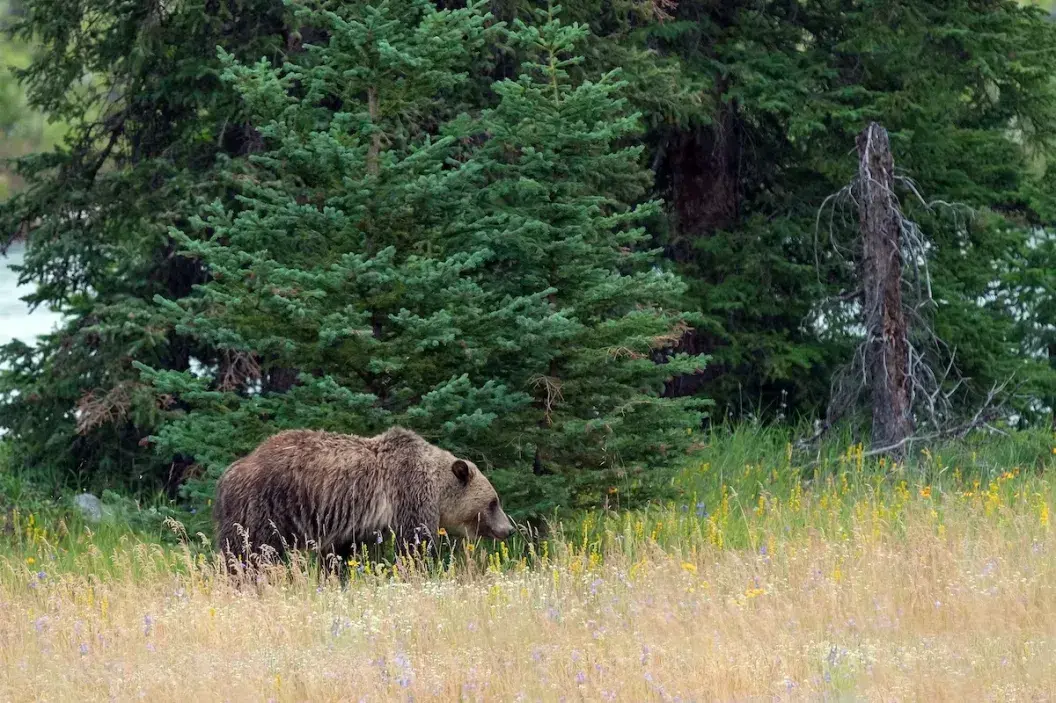 Hiker's terrifying close encounter with bear on a Banff trail is going viral