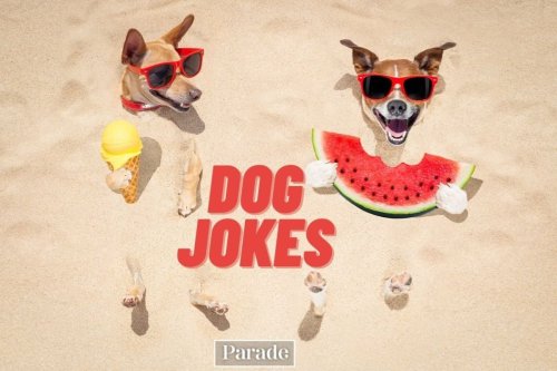 Dog Jokes So Bad They're Funny
