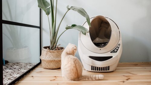 The most useful smart pet gadgets and accessories for your home