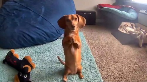 Pet dog learns how to use home surveillance camera to beg for treats