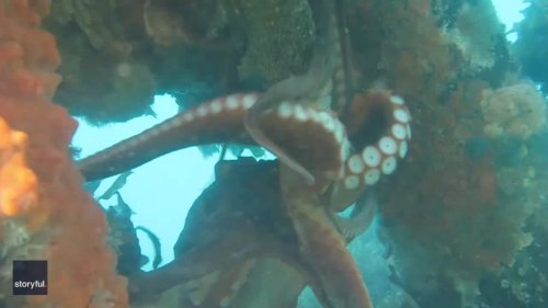 Octopuses Make Quick Getaway After Being Surprised by Stingray