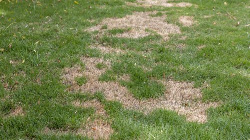 Aerate your lawn with these tips and advice 