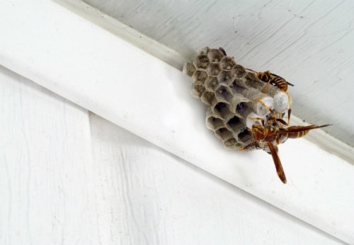 How to Get Rid of Wasps With Vinegar + Other Pest-Control Hacks You Should Know