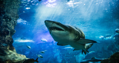Why are shark attacks rising? You can thank all the influencers 