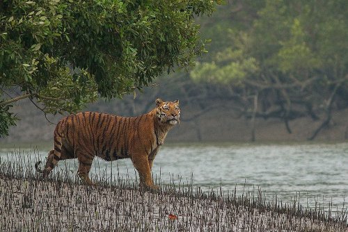 Forest of Tigers: People And Tigers Try To Coexist In The Sundarbans
