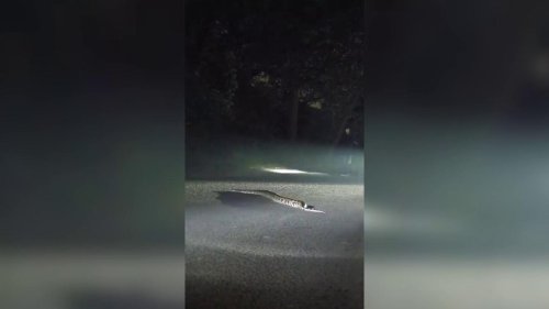 India: Traffic stalls as giant Indian rock python crosses Mumbai road, captivating onlookers