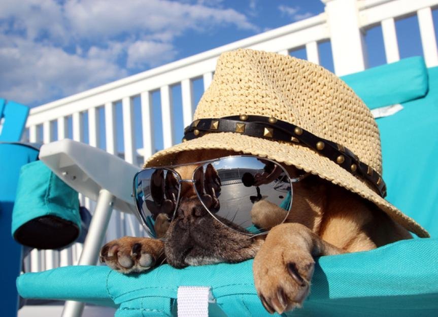 Summer Safety Tips & Tricks For Your Dog